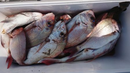 オーフリー 釣果