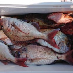 オーフリー 釣果