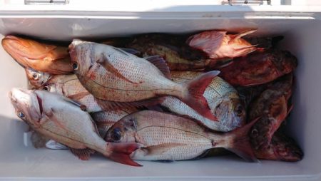 オーフリー 釣果