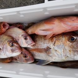 オーフリー 釣果