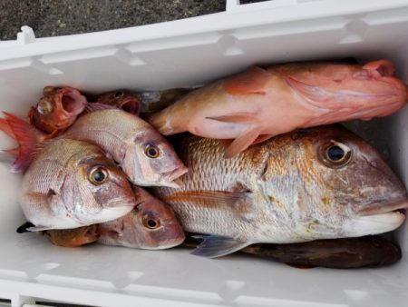 オーフリー 釣果