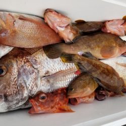 オーフリー 釣果