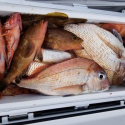 オーフリー 釣果