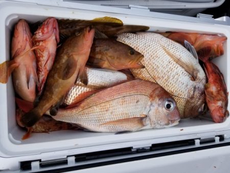 オーフリー 釣果