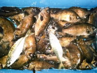 オーシャンマスター 釣果