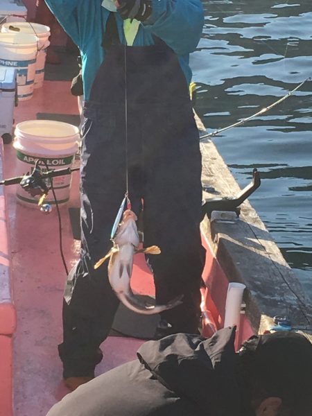 第八平成丸 釣果