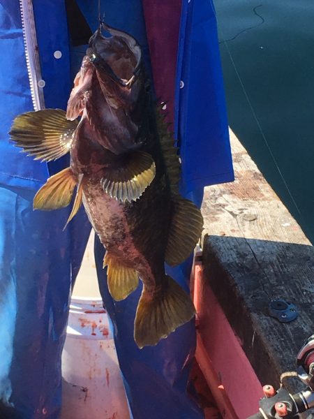 第八平成丸 釣果