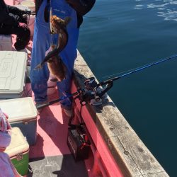 第八平成丸 釣果