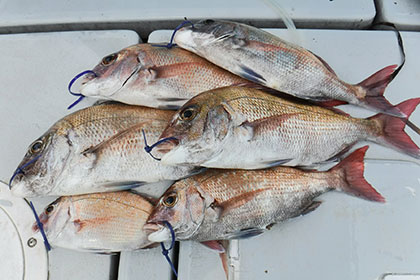 松本釣船２ 釣果