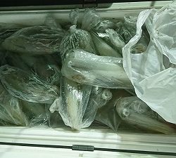 海龍丸（福岡） 釣果