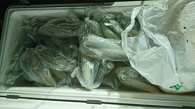 海龍丸（福岡） 釣果