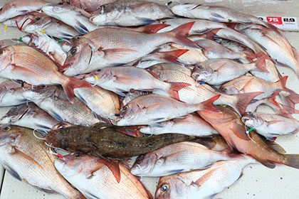 松本釣船２ 釣果