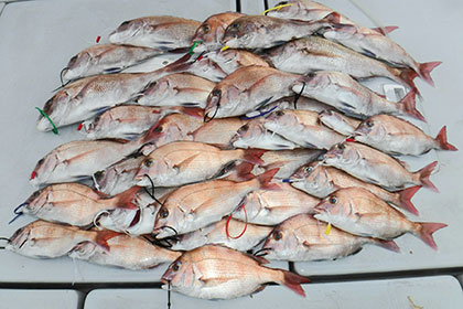 松本釣船２ 釣果