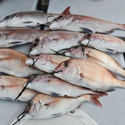 松本釣船２ 釣果