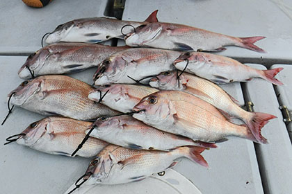 松本釣船２ 釣果