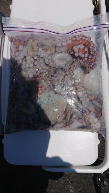 オーフリー 釣果