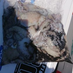 オーフリー 釣果