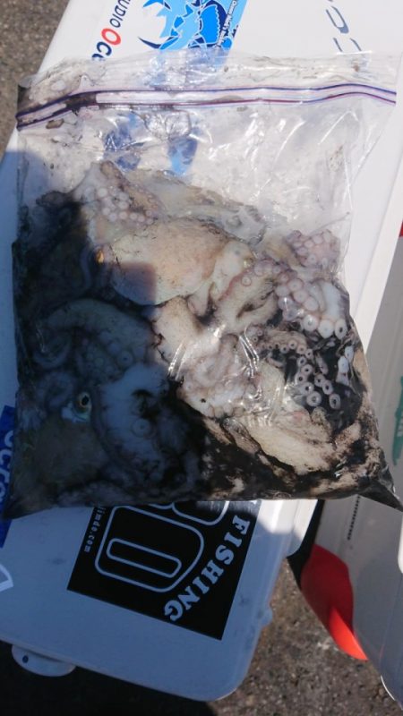 オーフリー 釣果