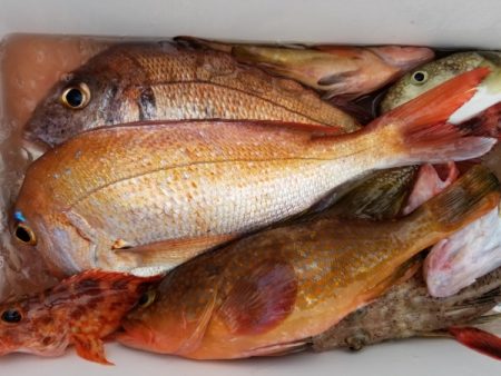 オーフリー 釣果