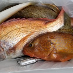 オーフリー 釣果