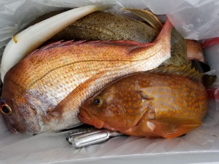 オーフリー 釣果