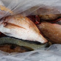 オーフリー 釣果