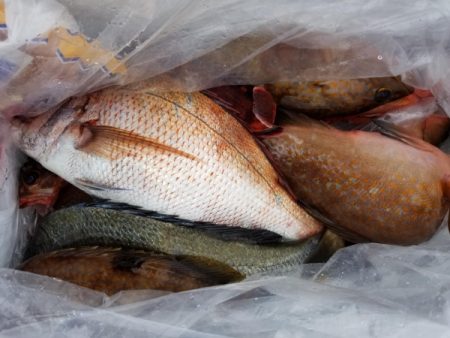 オーフリー 釣果