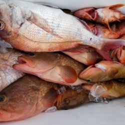 オーフリー 釣果