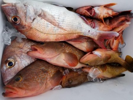 オーフリー 釣果