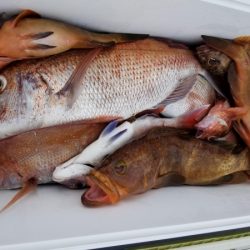 オーフリー 釣果