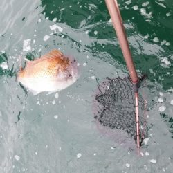 オーフリー 釣果