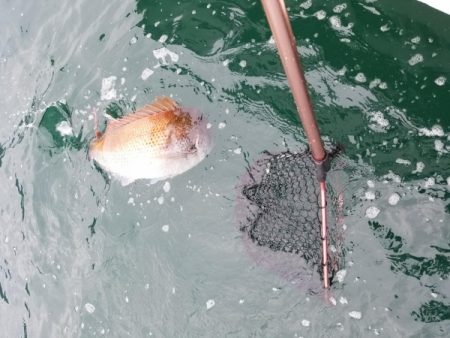 オーフリー 釣果