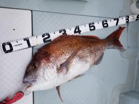 オーフリー 釣果