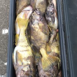 第八平成丸 釣果