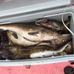 第八平成丸 釣果