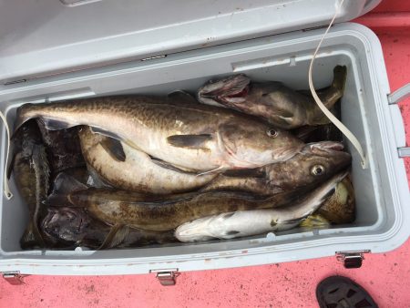 第八平成丸 釣果