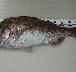 松本釣船2 釣果