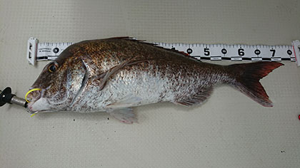 松本釣船2 釣果