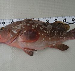 松本釣船2 釣果