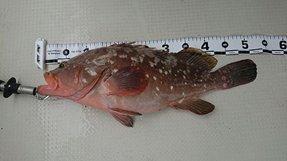 松本釣船2 釣果