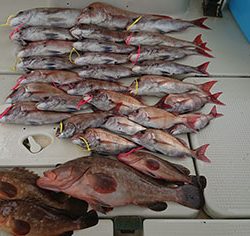 松本釣船2 釣果