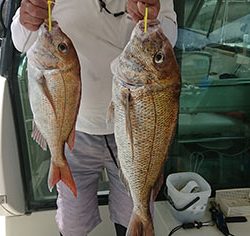 松本釣船2 釣果