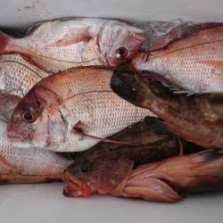 オーフリー 釣果