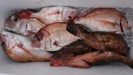 オーフリー 釣果