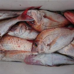 オーフリー 釣果