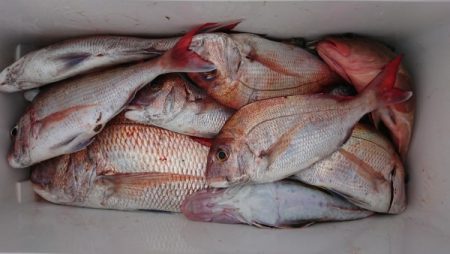 オーフリー 釣果