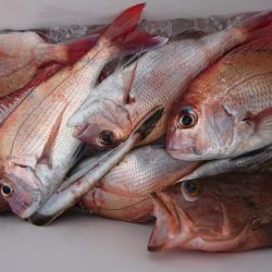 オーフリー 釣果