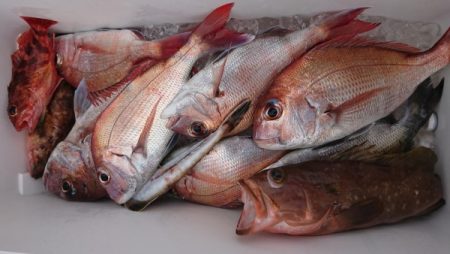 オーフリー 釣果