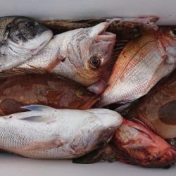 オーフリー 釣果