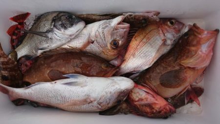 オーフリー 釣果